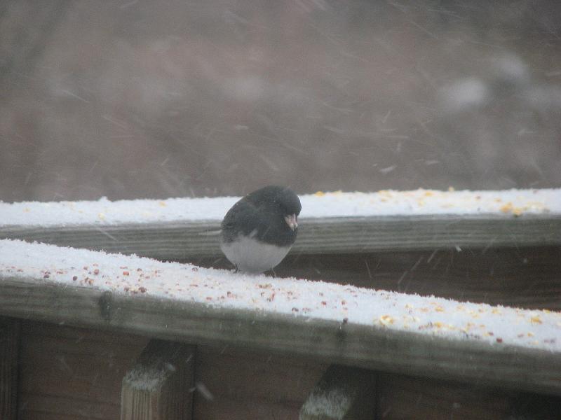 2008-12-20_Snow_Storm 026.jpg